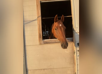 Caballo de Holstein, Caballo castrado, 4 años, 169 cm, Alazán