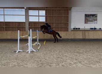Caballo de Holstein, Caballo castrado, 4 años, 169 cm, Castaño