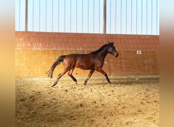 Caballo de Holstein, Caballo castrado, 4 años, 169 cm, Castaño