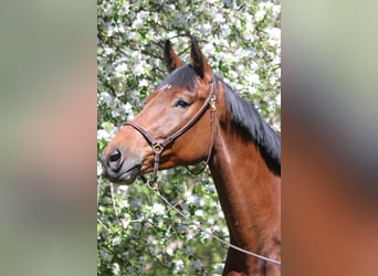 Caballo de Holstein, Caballo castrado, 4 años, 169 cm, Castaño