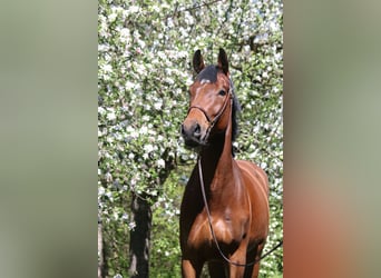 Caballo de Holstein, Caballo castrado, 4 años, 169 cm, Castaño