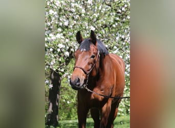 Caballo de Holstein, Caballo castrado, 4 años, 169 cm, Castaño
