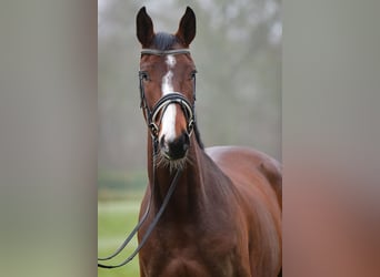 Caballo de Holstein, Caballo castrado, 4 años, 169 cm, Castaño