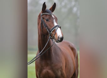 Caballo de Holstein, Caballo castrado, 4 años, 169 cm, Castaño