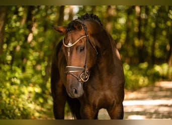Caballo de Holstein, Caballo castrado, 4 años, 169 cm, Castaño oscuro