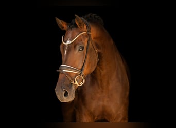 Caballo de Holstein, Caballo castrado, 4 años, 169 cm, Castaño oscuro