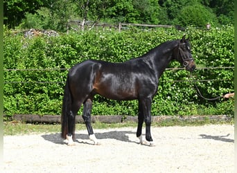Caballo de Holstein, Caballo castrado, 4 años, 169 cm, Castaño oscuro