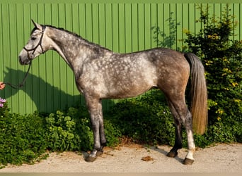 Caballo de Holstein, Caballo castrado, 4 años, 169 cm, Tordo