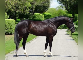 Caballo de Holstein, Caballo castrado, 4 años, 170 cm