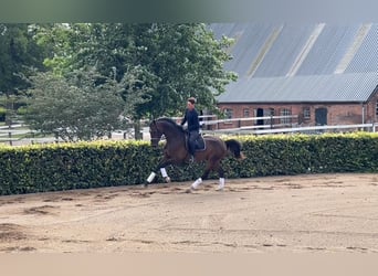 Caballo de Holstein, Caballo castrado, 4 años, 170 cm, Castaño