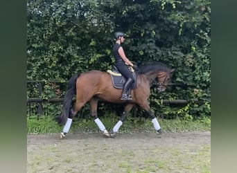 Caballo de Holstein, Caballo castrado, 4 años, 170 cm, Castaño