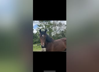Caballo de Holstein, Caballo castrado, 4 años, 170 cm, Castaño