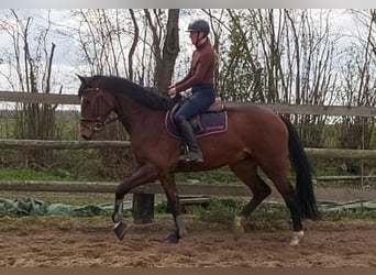 Caballo de Holstein, Caballo castrado, 4 años, 170 cm, Castaño