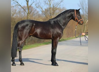 Caballo de Holstein, Caballo castrado, 4 años, 170 cm, Castaño oscuro