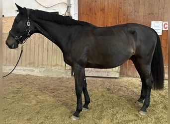 Caballo de Holstein, Caballo castrado, 4 años, 170 cm, Morcillo