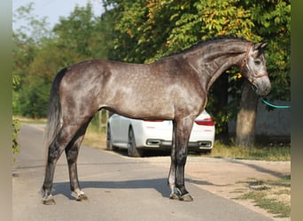 Caballo de Holstein, Caballo castrado, 4 años, 170 cm, Tordo