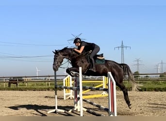 Caballo de Holstein, Caballo castrado, 4 años, 170 cm, Tordo