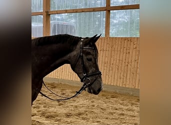 Caballo de Holstein, Caballo castrado, 4 años, 170 cm, Tordo