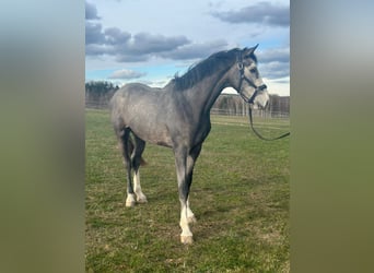 Caballo de Holstein, Caballo castrado, 4 años, 170 cm, Tordo