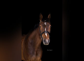 Caballo de Holstein, Caballo castrado, 4 años, 171 cm, Castaño