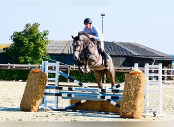 Caballo de Holstein, Caballo castrado, 4 años, 171 cm, Tordo