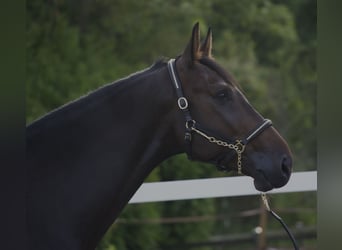 Caballo de Holstein, Caballo castrado, 4 años, 172 cm, Morcillo