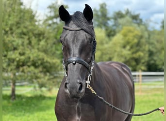 Caballo de Holstein, Caballo castrado, 4 años, 172 cm, Negro