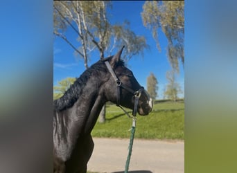 Caballo de Holstein, Caballo castrado, 4 años, 173 cm