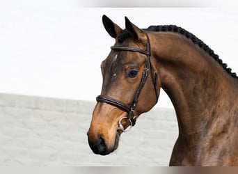 Caballo de Holstein, Caballo castrado, 4 años, 173 cm