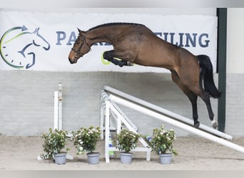 Caballo de Holstein, Caballo castrado, 4 años, 173 cm