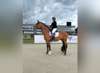Caballo de Holstein, Caballo castrado, 4 años, 173 cm, Castaño