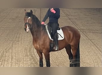 Caballo de Holstein, Caballo castrado, 4 años, 173 cm, Castaño