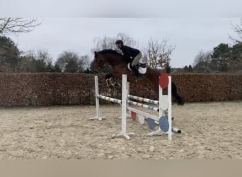 Caballo de Holstein, Caballo castrado, 4 años, 173 cm, Castaño