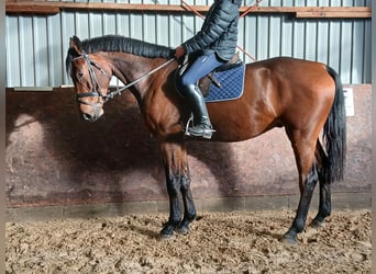 Caballo de Holstein, Caballo castrado, 4 años, 173 cm, Castaño