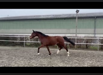 Caballo de Holstein, Caballo castrado, 4 años, 174 cm
