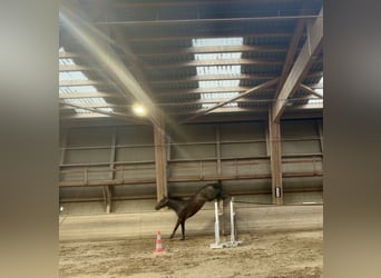 Caballo de Holstein, Caballo castrado, 4 años, 174 cm, Morcillo