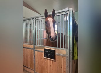 Caballo de Holstein, Caballo castrado, 4 años, 175 cm, Alazán