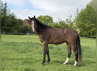 Caballo de Holstein, Caballo castrado, 4 años, 175 cm, Castaño
