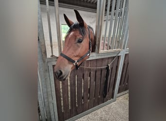 Caballo de Holstein, Caballo castrado, 4 años, 175 cm, Castaño oscuro