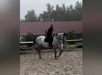 Caballo de Holstein, Caballo castrado, 4 años, 175 cm, Tordo