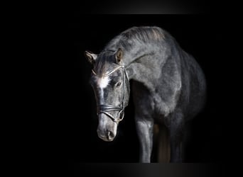 Caballo de Holstein, Caballo castrado, 4 años, 176 cm, Tordillo negro