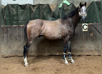 Caballo de Holstein, Caballo castrado, 4 años, 178 cm, Tordo ruano