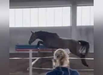 Caballo de Holstein, Caballo castrado, 4 años, 182 cm, Tordillo negro