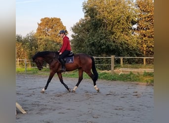 Caballo de Holstein, Caballo castrado, 4 años, Castaño oscuro
