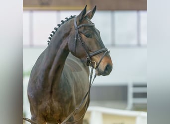 Caballo de Holstein, Caballo castrado, 4 años, Castaño oscuro