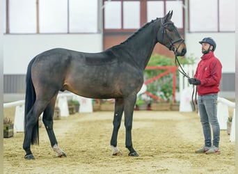 Caballo de Holstein, Caballo castrado, 4 años, Castaño oscuro