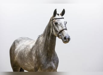 Caballo de Holstein, Caballo castrado, 4 años, Grullo