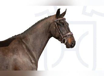 Caballo de Holstein, Caballo castrado, 4 años, Morcillo