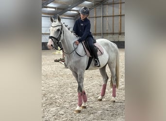 Caballo de Holstein, Caballo castrado, 5 años, 158 cm, Tordo rodado