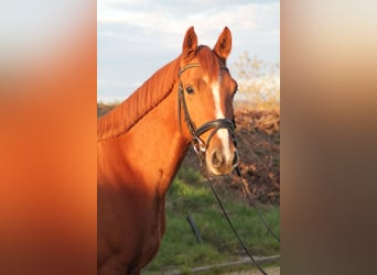 Caballo de Holstein, Caballo castrado, 5 años, 160 cm, Alazán